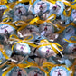 Sacchetti Porta confetti Pinocchio La Bottega delle Creazioni
